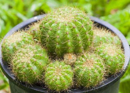 仙人球吃瓜娱乐